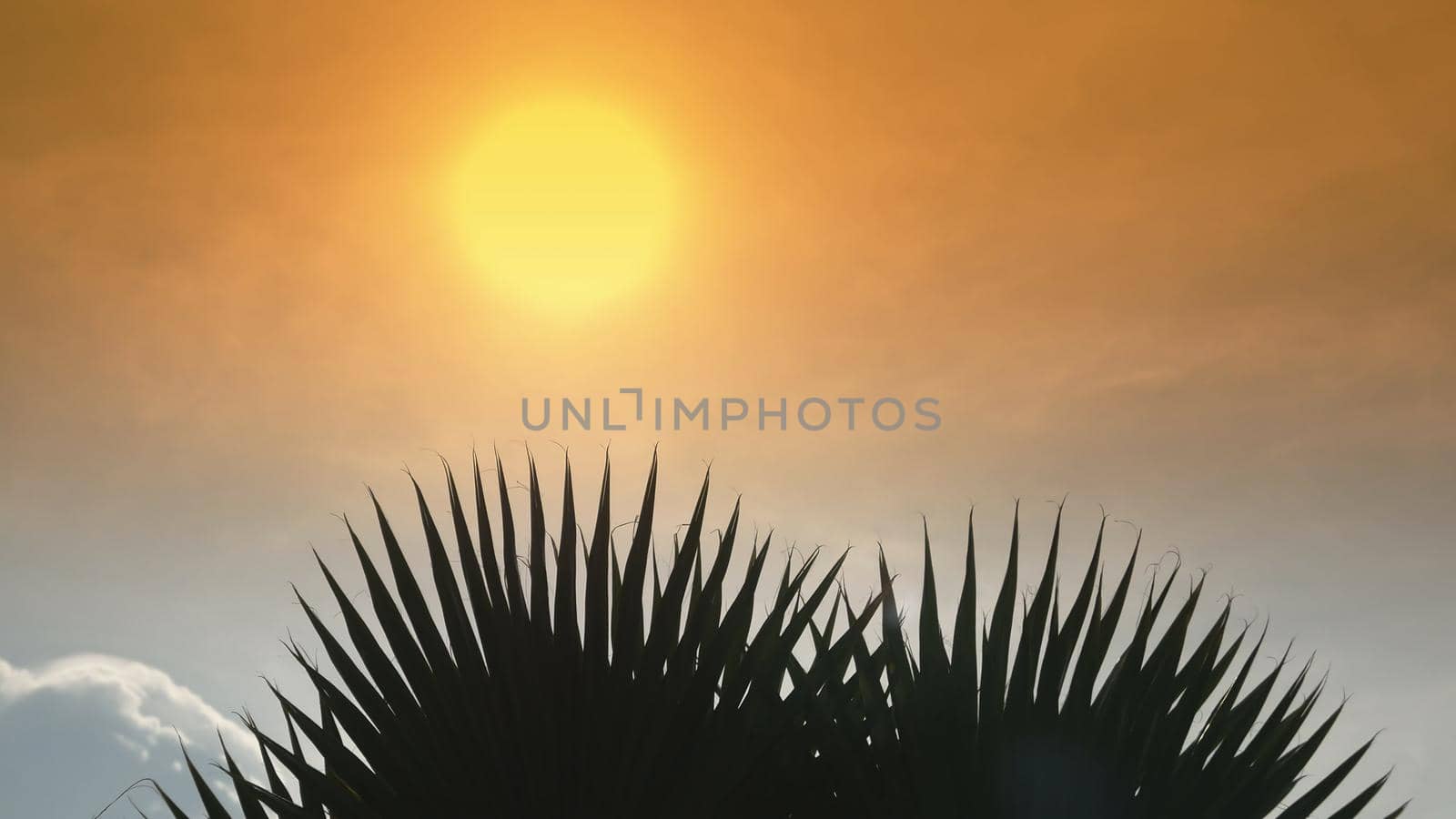 Palm branch on the background of a sunset or dawn. by DovidPro