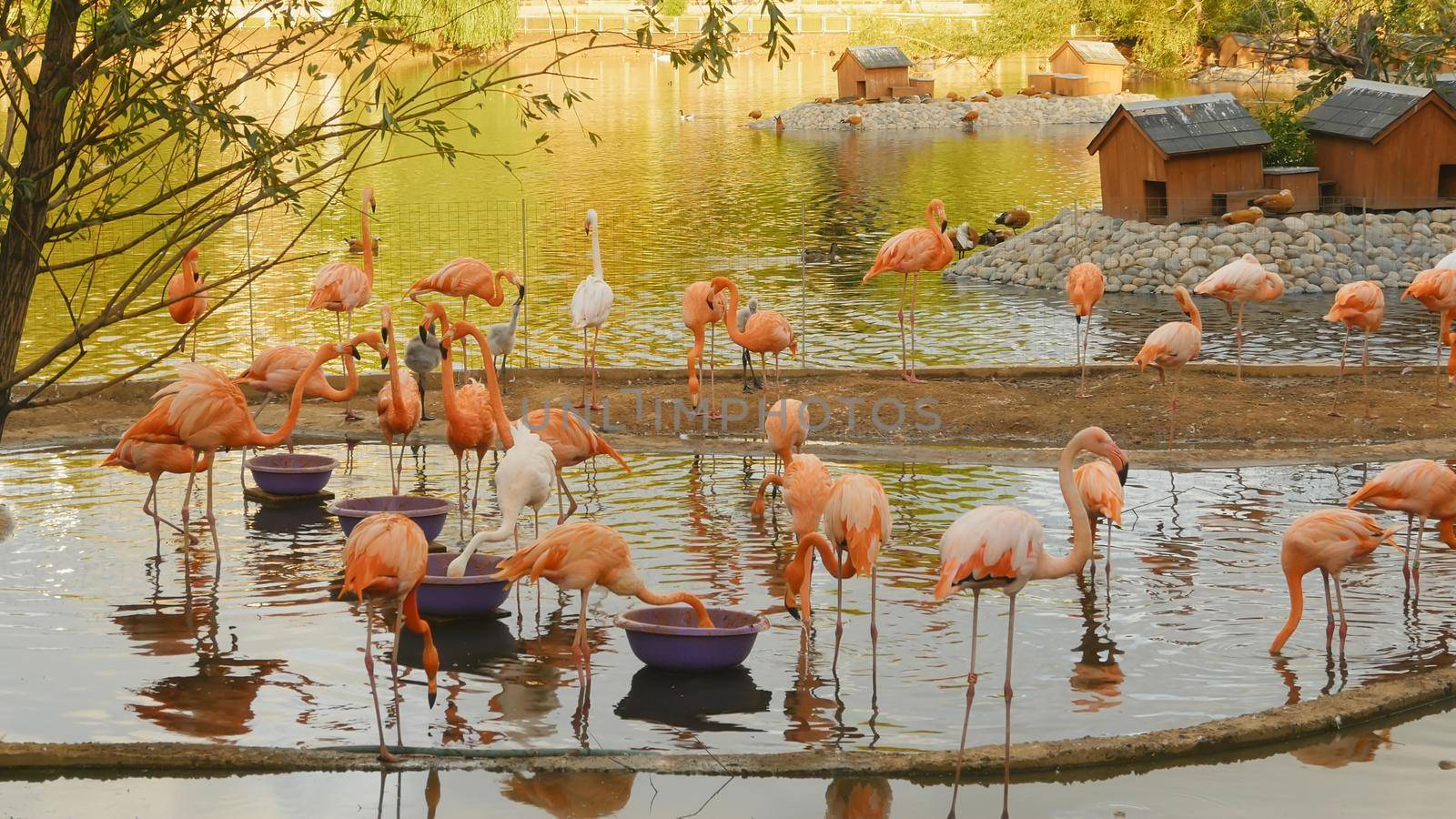 Pink flamingos at a zoo in Moscow.