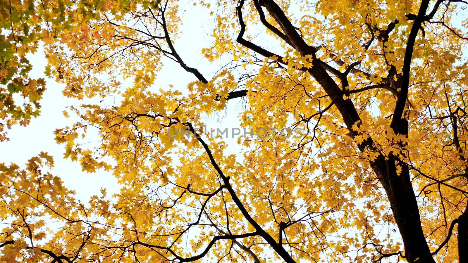 Yellow tops of maple trees in autumn. A park. Nature. Shooting in motion with electronic stabilization