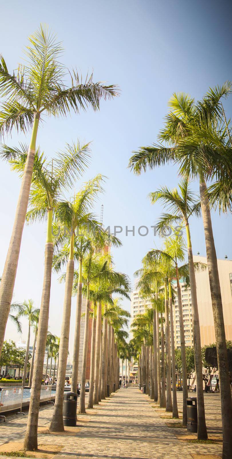 A green alley of palms in Hong Kong. Architectural sights of the city and the street