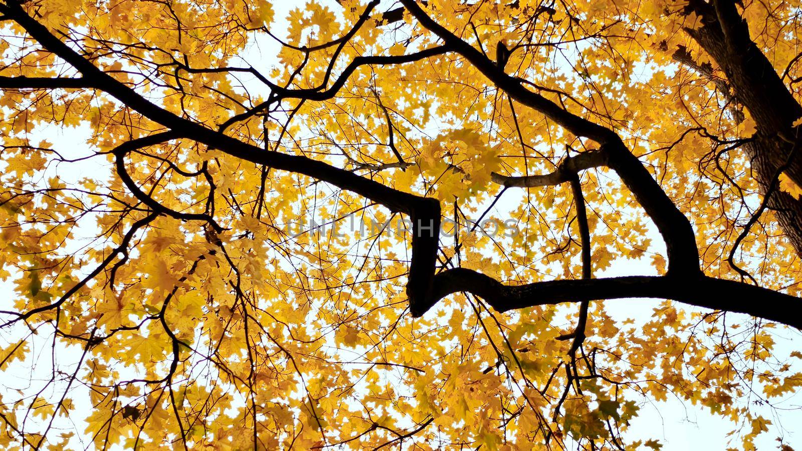 Yellow tops of maple trees in autumn. A park. Nature. by DovidPro