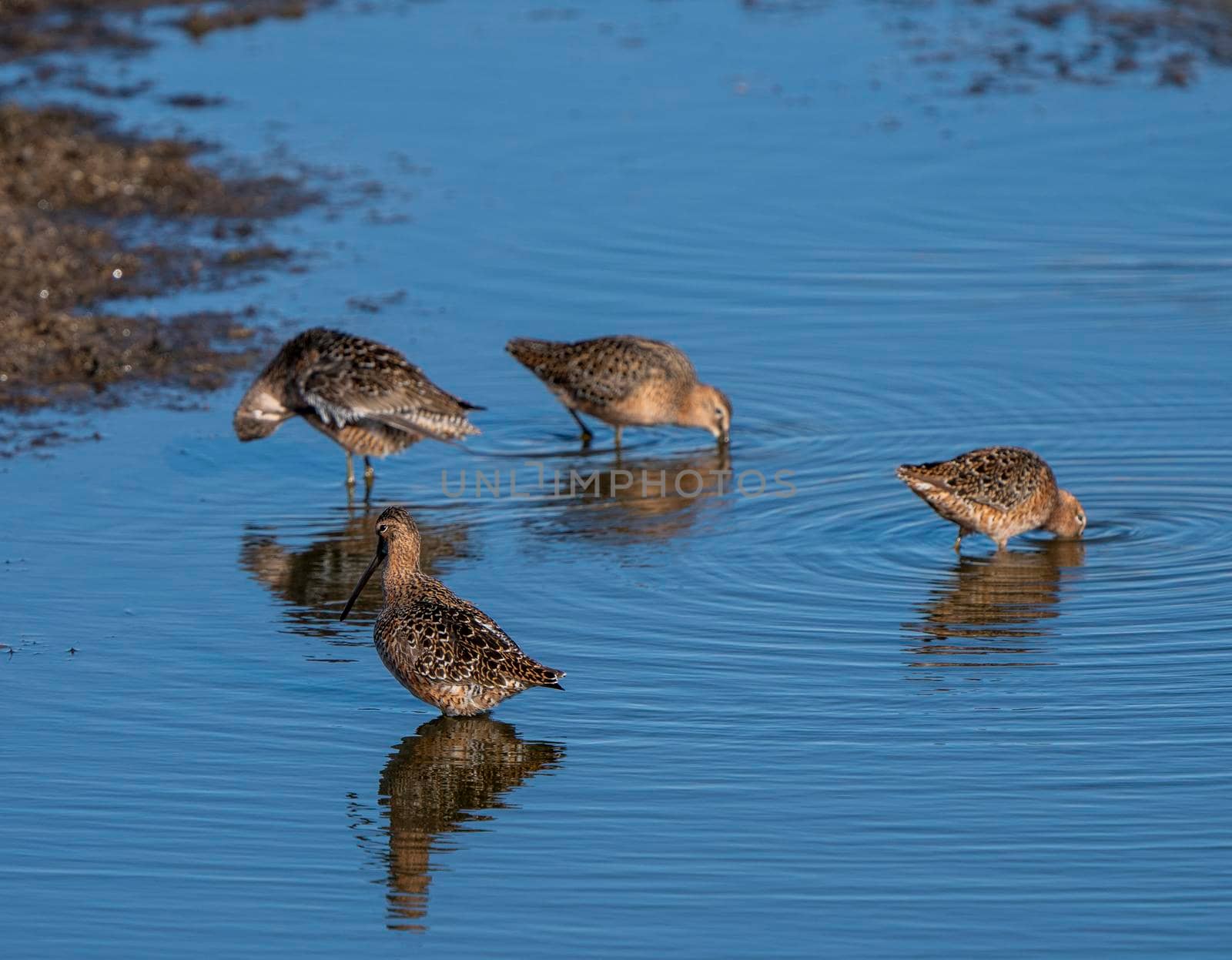 Godwit Saskatchewan Canada shorebird migration feeding pond