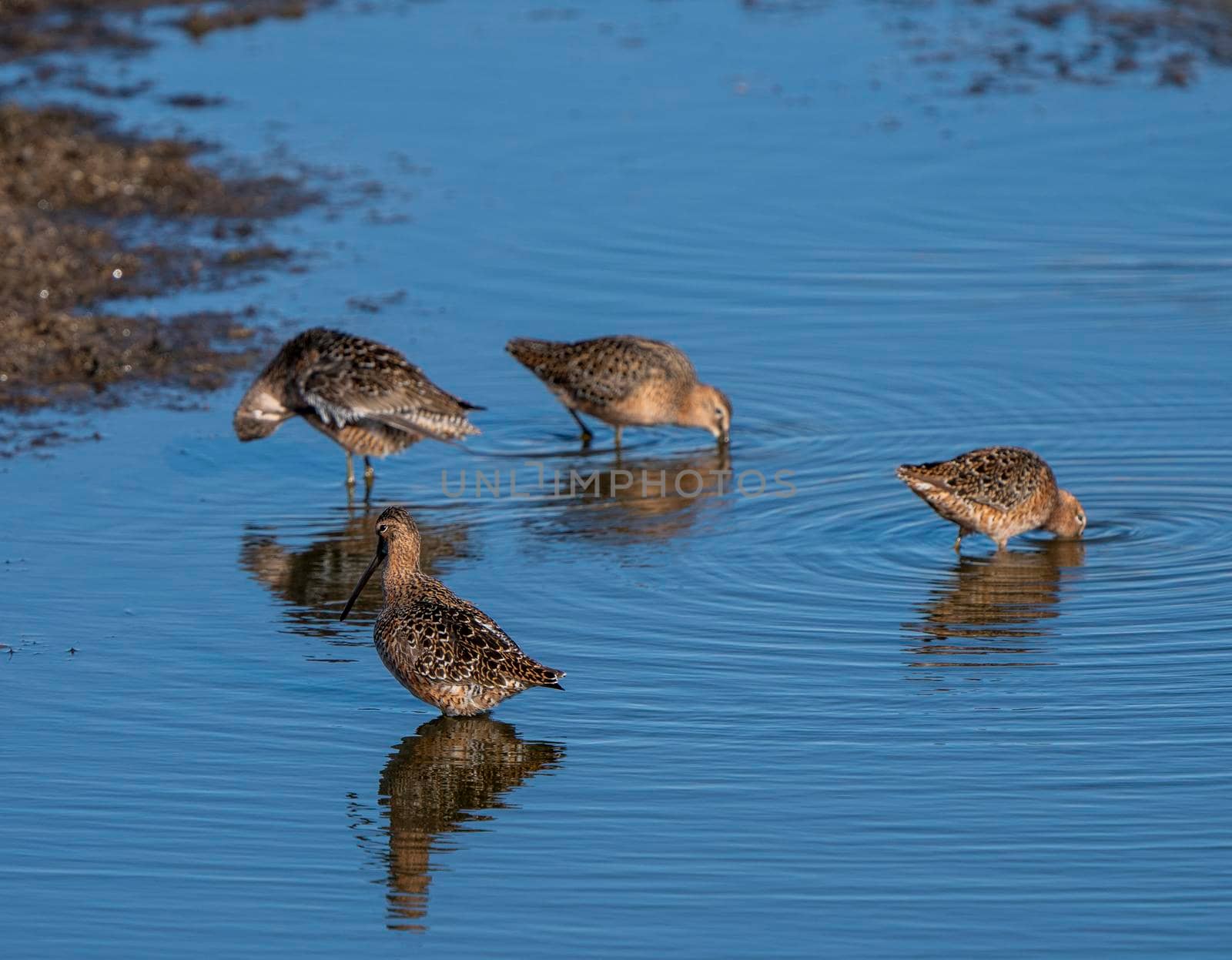 Godwit Saskatchewan Canada by pictureguy