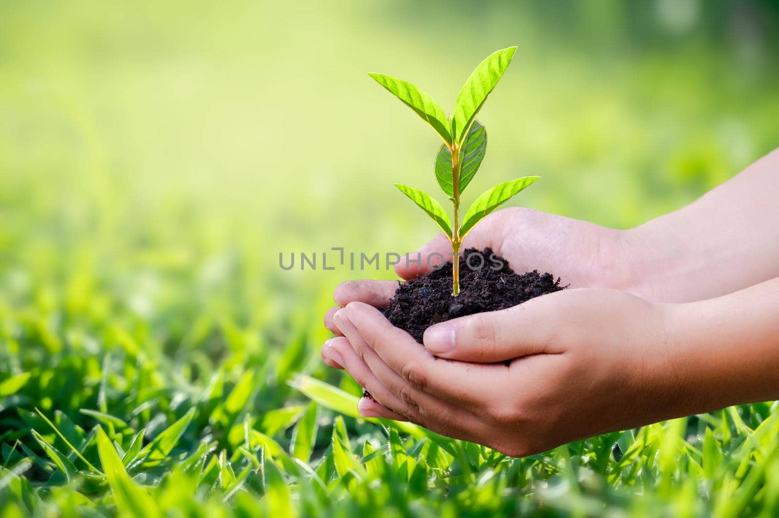 hand holding a heart tree environment earth day by sarayut_thaneerat