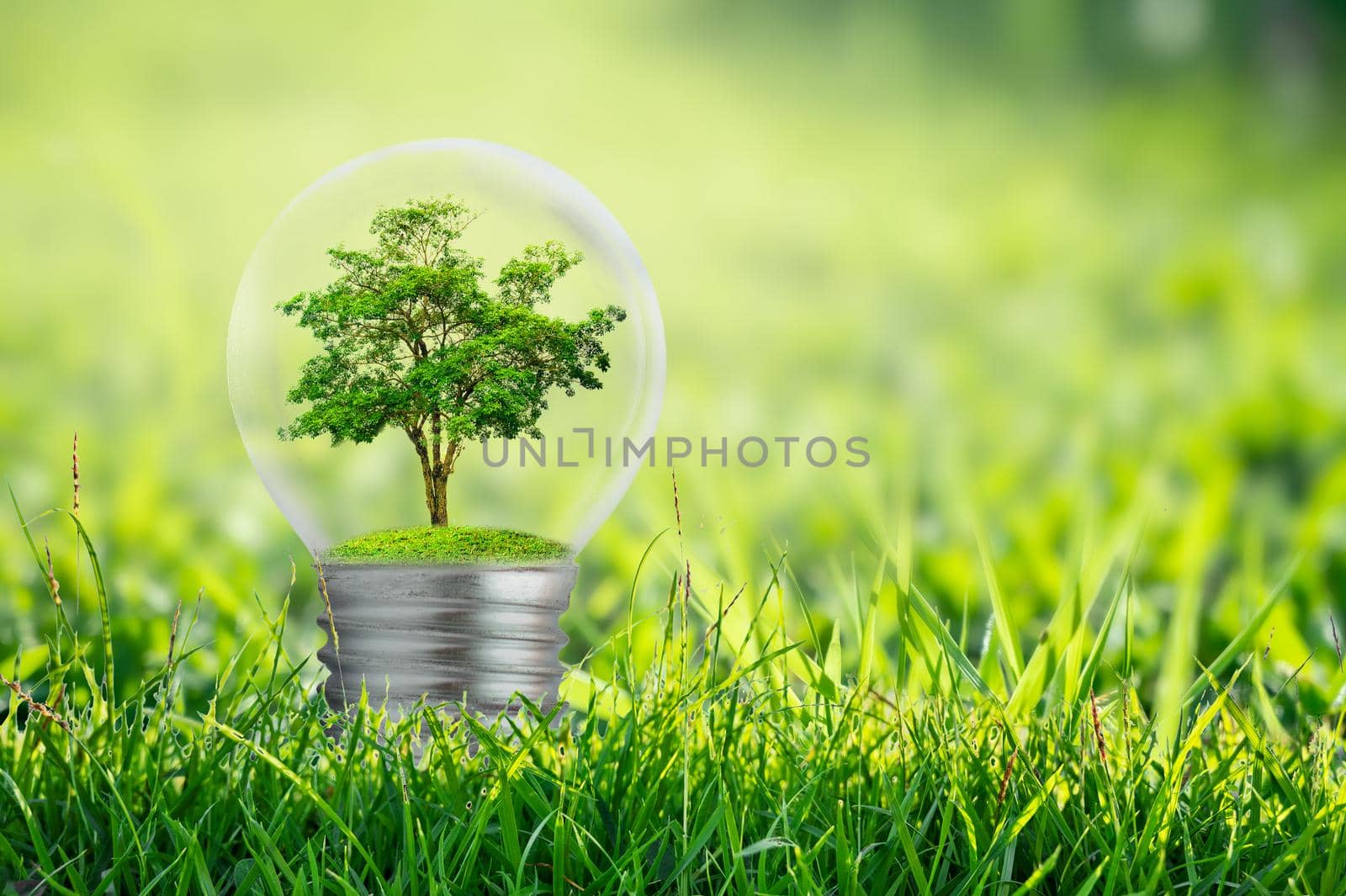 The bulb is located on the inside with leaves forest and the trees are in the light. Concepts of environmental conservation and global warming plant growing inside lamp bulb over dry by sarayut_thaneerat