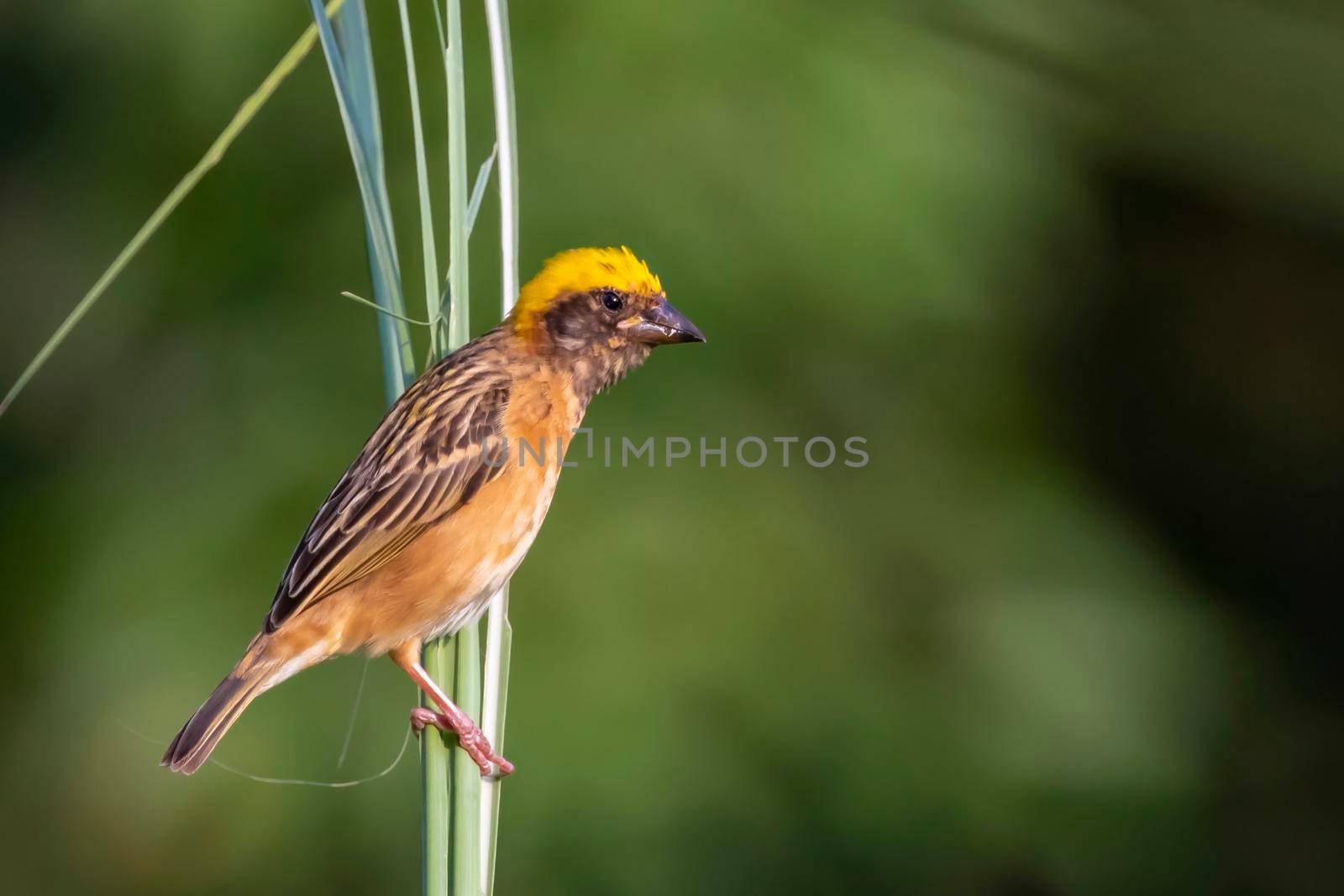 Image of male baya weaver nesting on nature background. Bird. Animals.