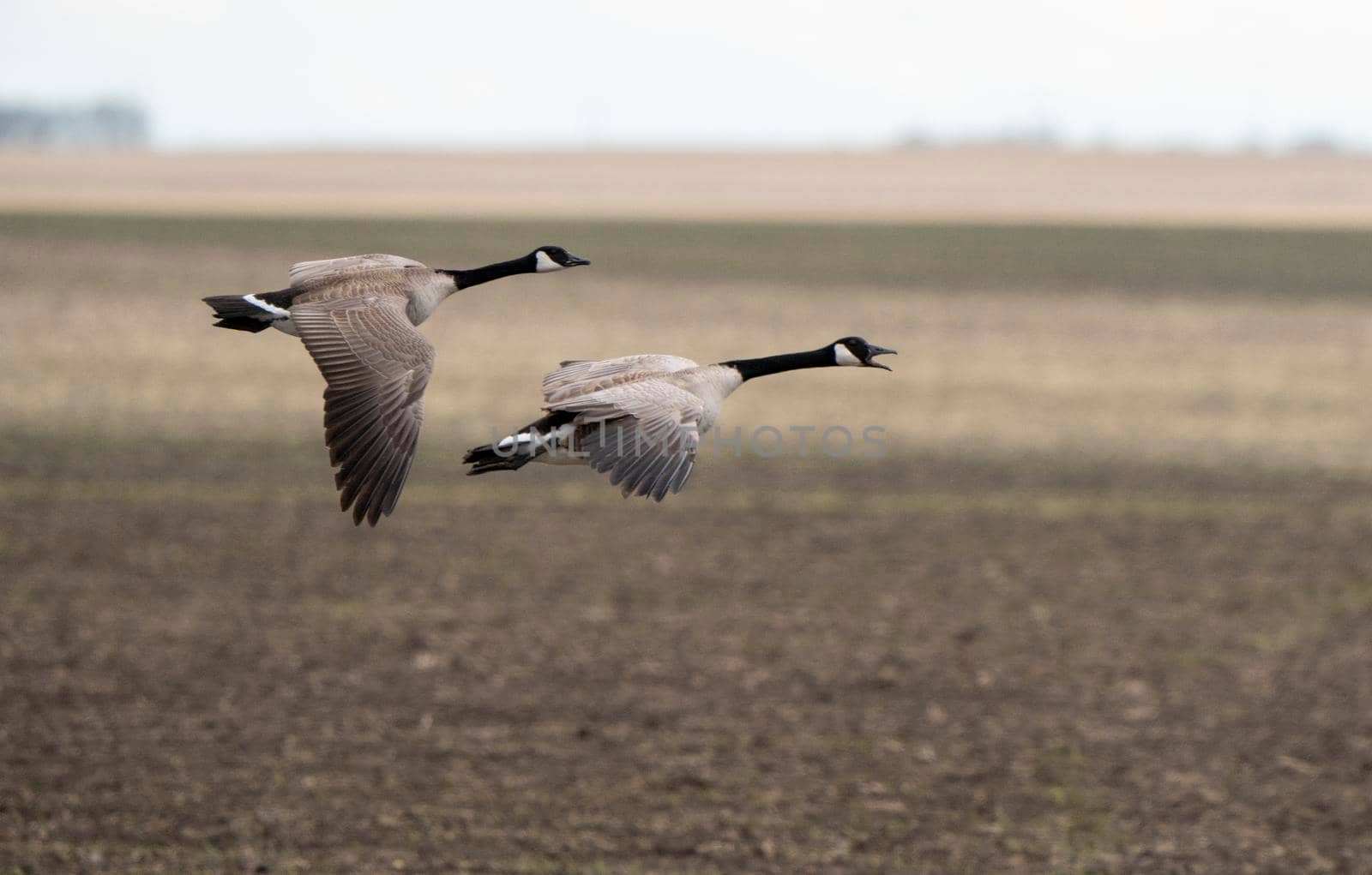 Canada Goose in Flight Migration Saskatchewan Canada