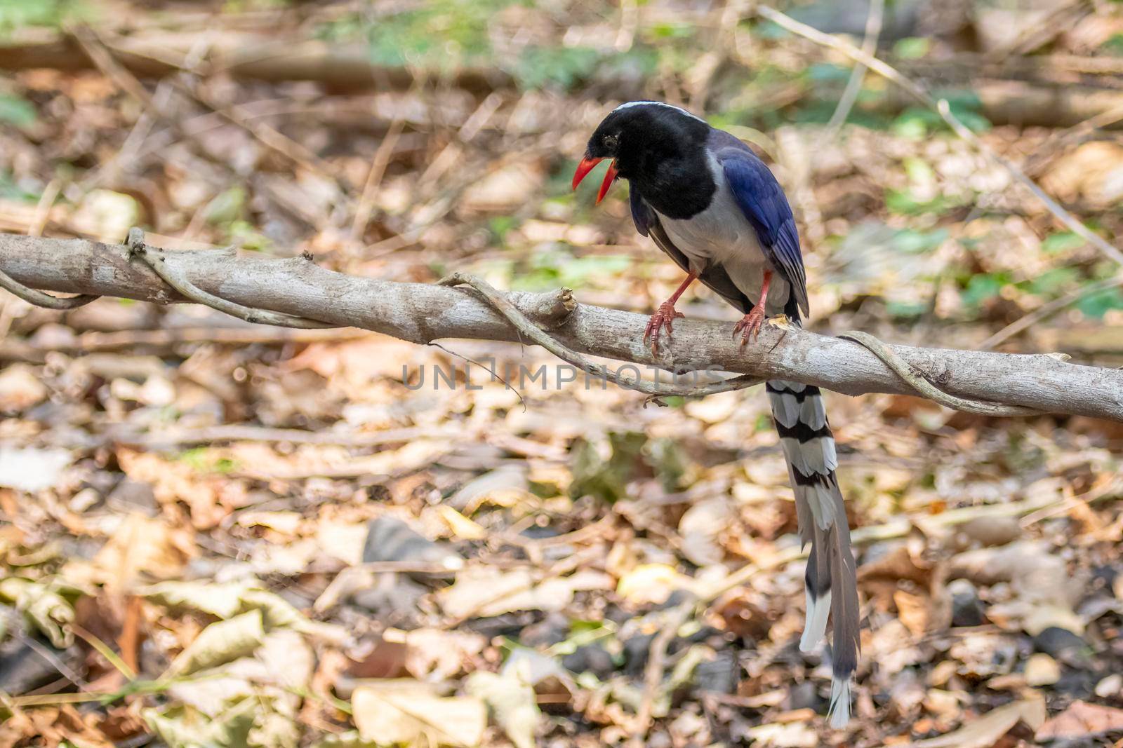 Image of Red billed Blue Magpie Bird on a tree branch on nature background. Animals.