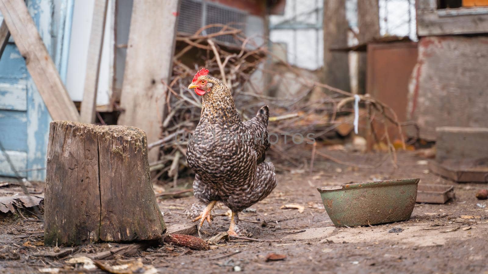 A pockmarked chicken stands on the street alone near a stump