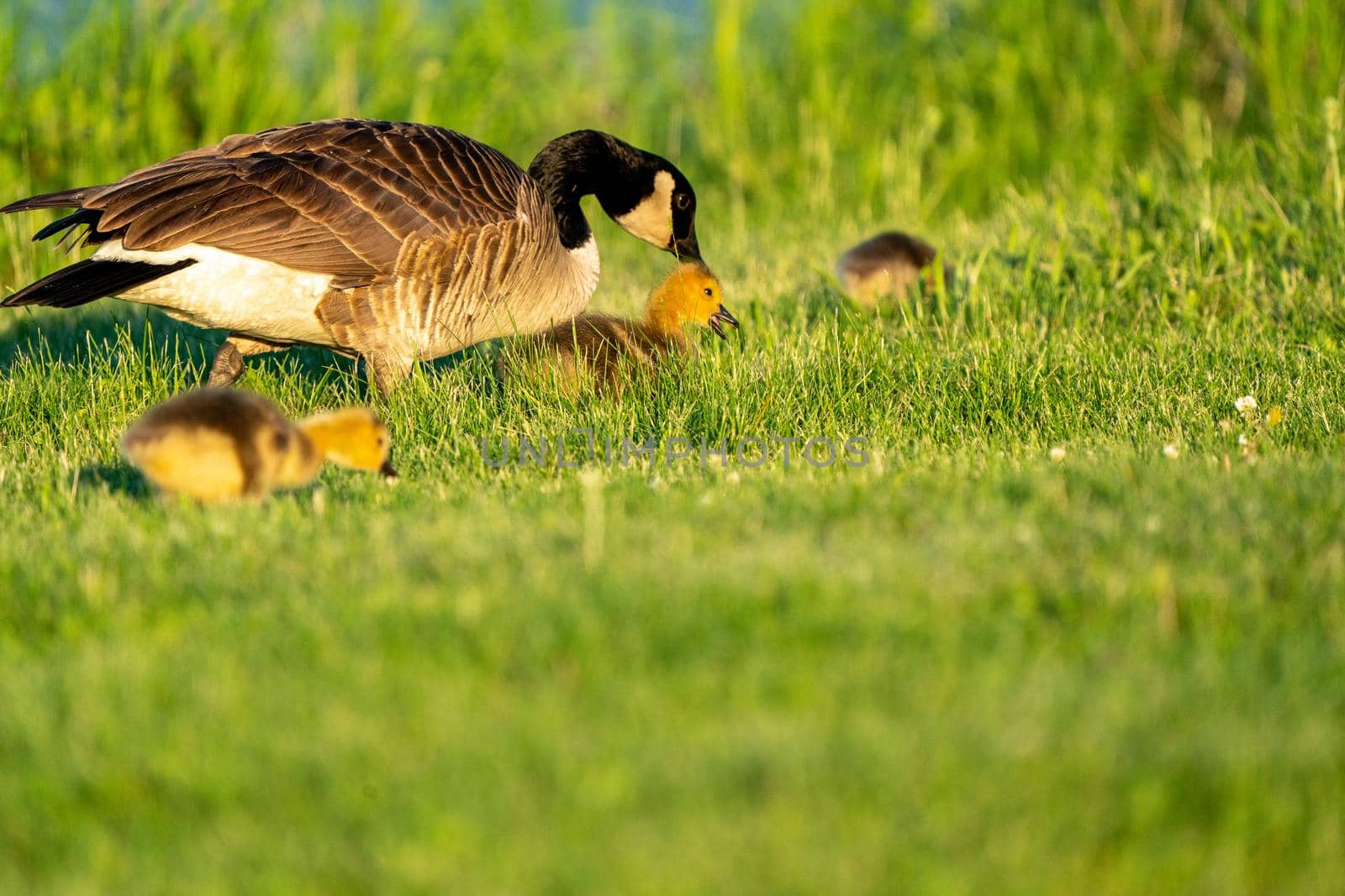 Goose Goslings Canada at Sunrise Northern Saskatchewan