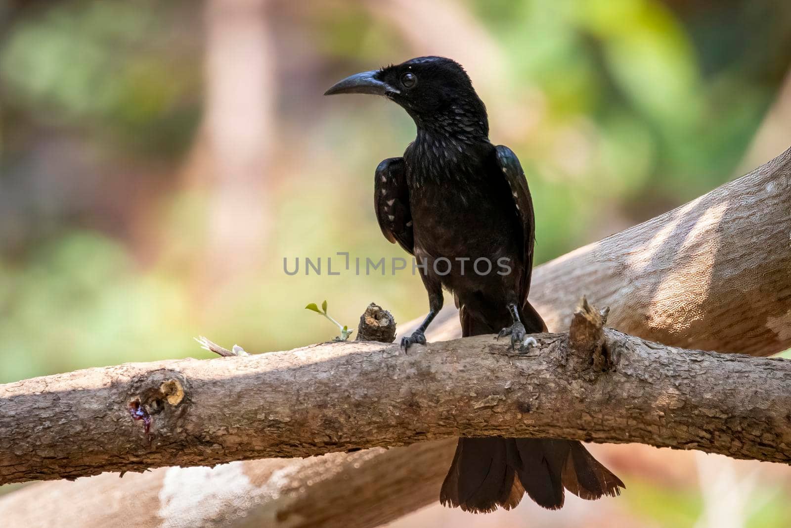 Image of Hair crested drongo bird on a tree branch on nature background. Animals.