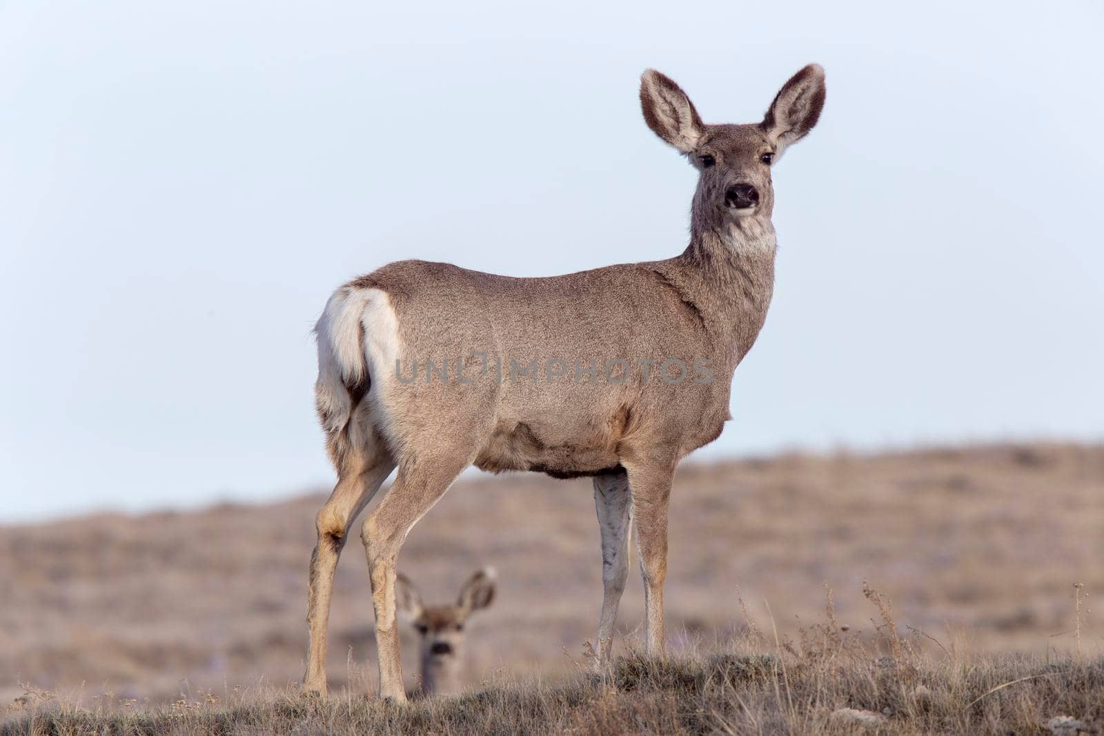 Deer on Ridge by pictureguy