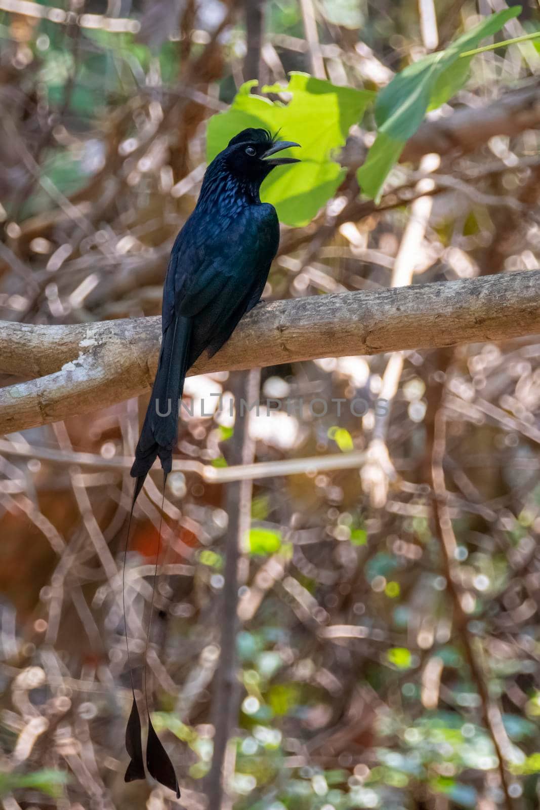 Image of Greater Racquet-tailed Drongo ( Dicrurus paradiseus) on the tree branch on nature background. Bird. Animals.