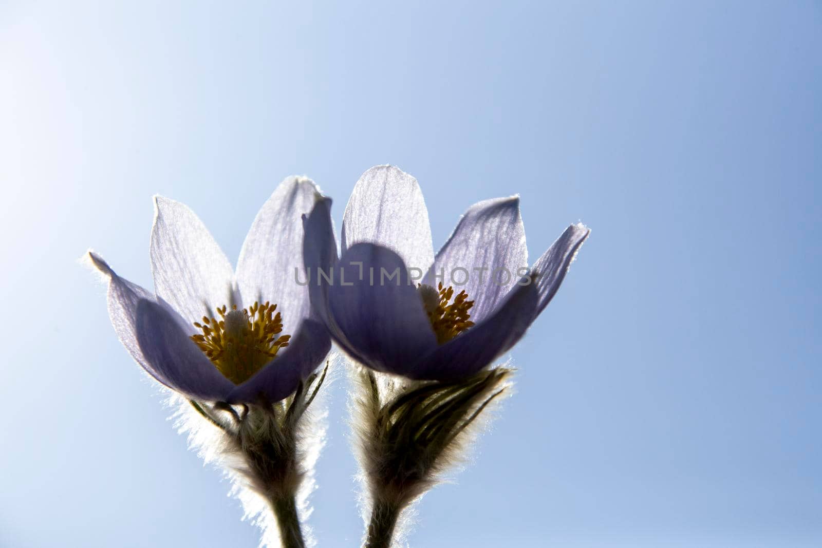 Prairie Crocus Winter Saskatchewan Bright Sunny Day