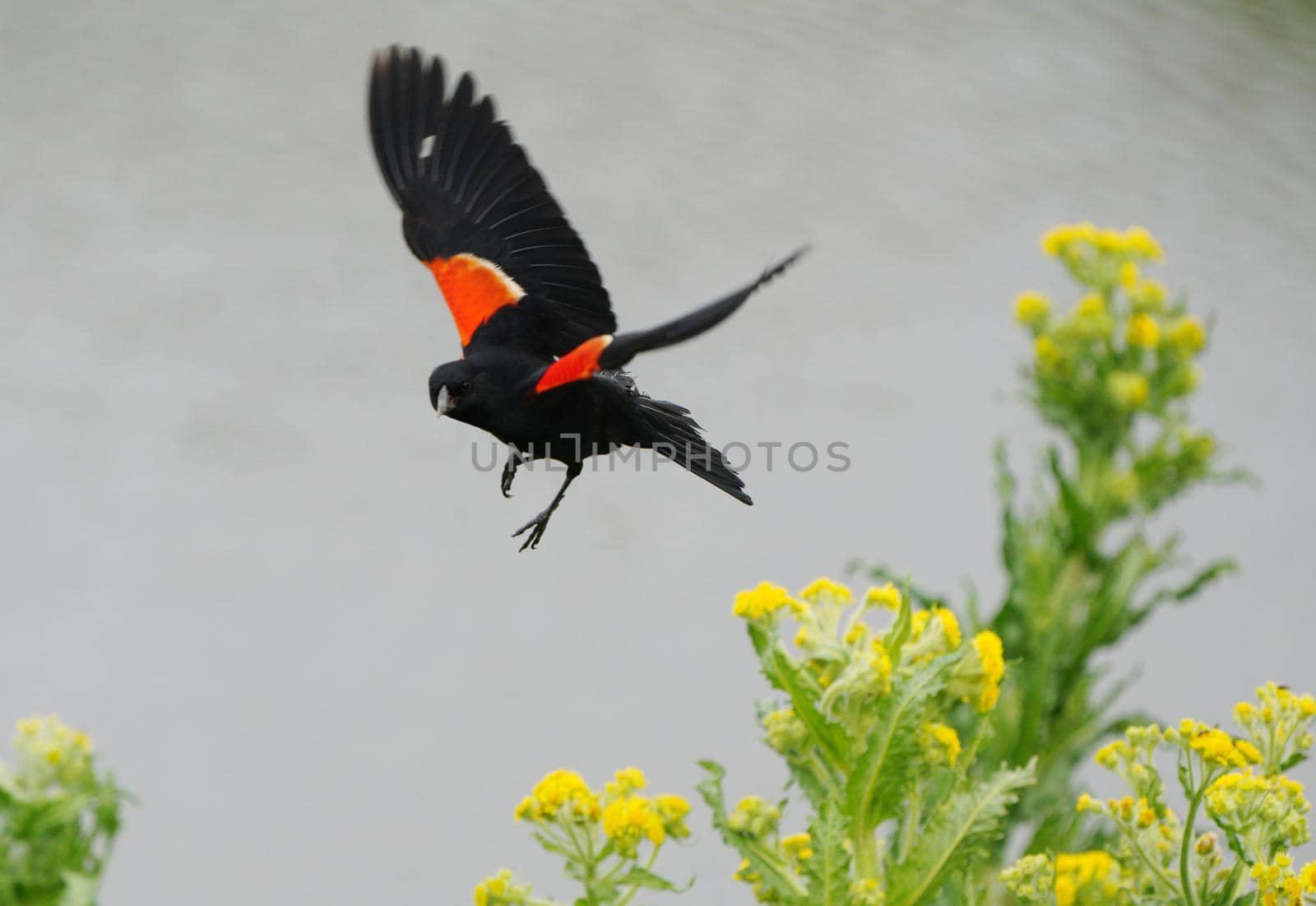 Red Wing Blackbird in Spring Saskatchewan Canada
