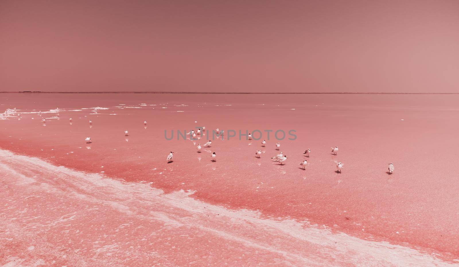 Flying over seagulls at pink salt lake. Salt production facilities saline evaporation pond in salty lake. Dunaliella salina impart a red, pink water in mineral lake with dry cristallized salty coast by panophotograph