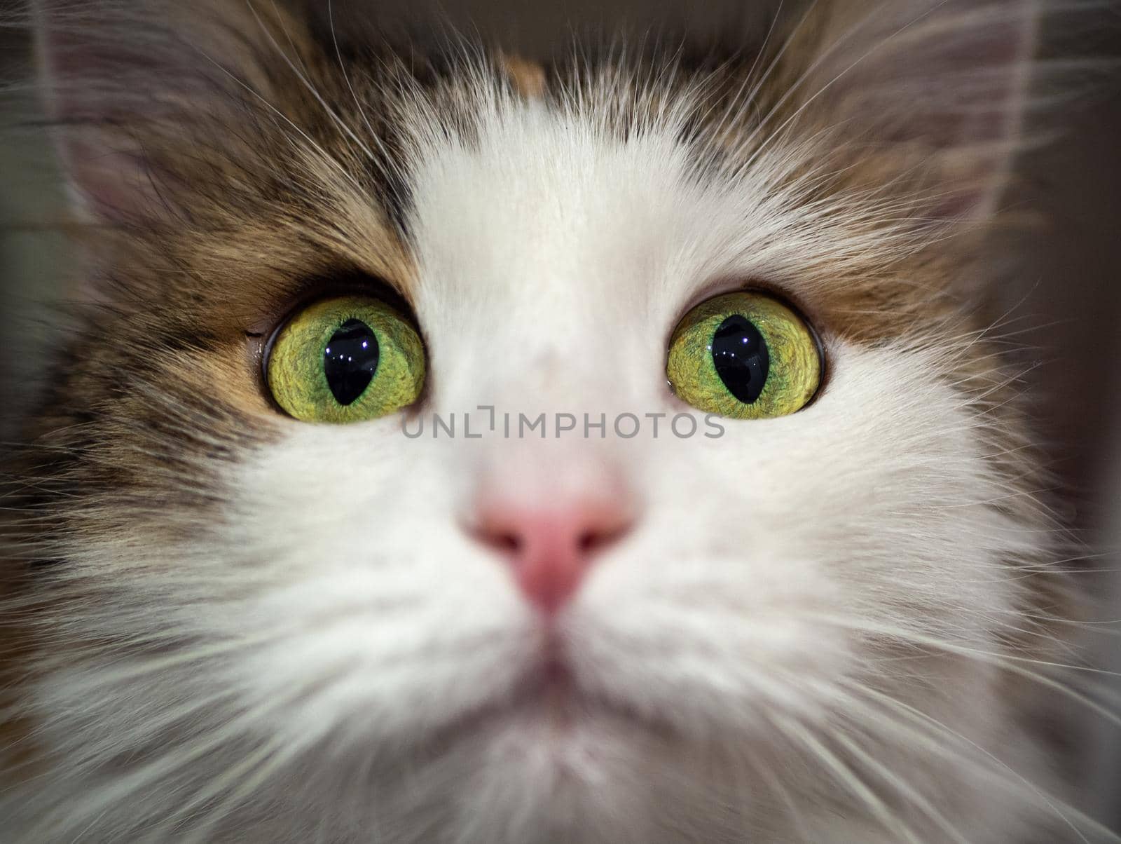 A purebred cat is sitting in the sink, in the bathroom. Tricolor breed, Turkish Angora.