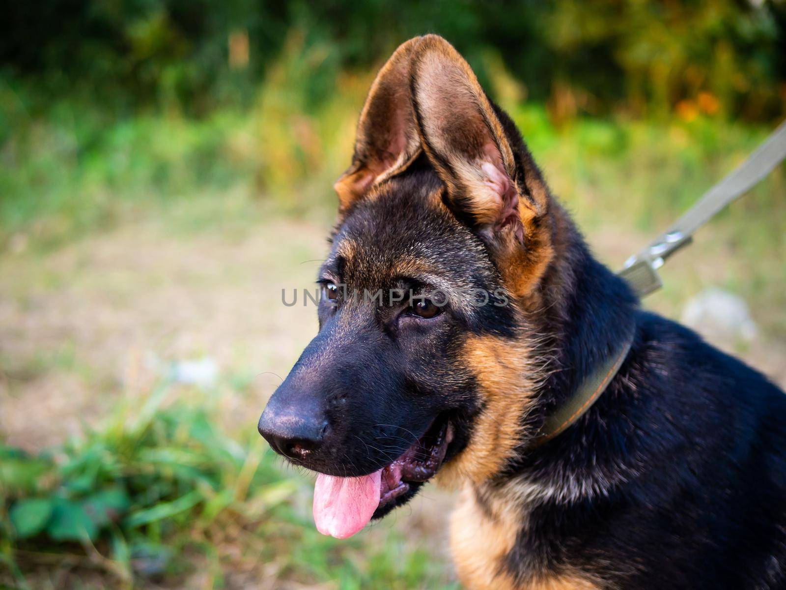 Portrait of a German Shepherd puppy. Walking in the park on a green background.