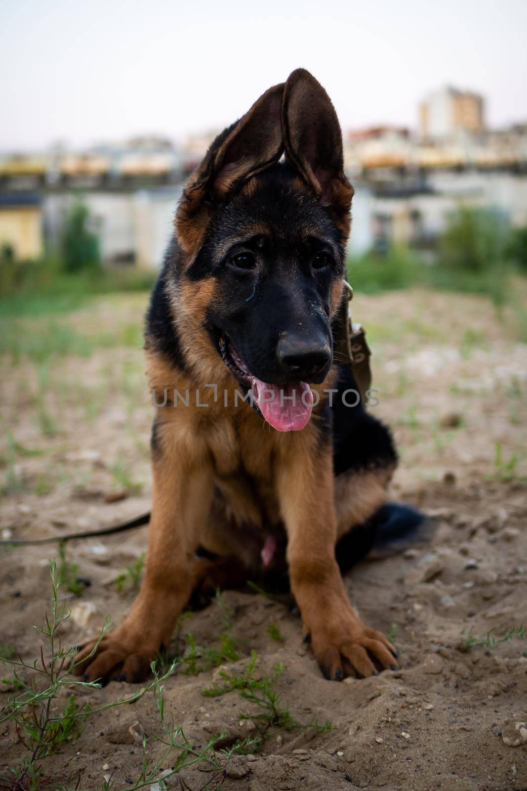 Portrait of a German Shepherd puppy. Walking in a residential area against the background of houses.