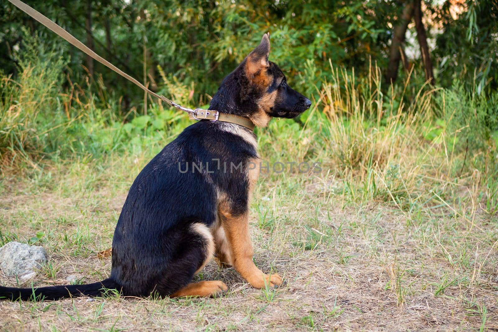 Portrait of a German Shepherd puppy. Walking in the park on a green background.