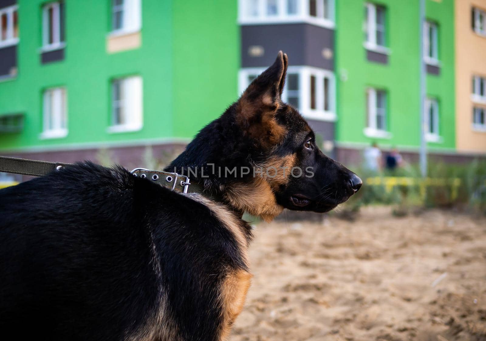 Portrait of a German Shepherd puppy. Walking in a residential area against the background of houses.