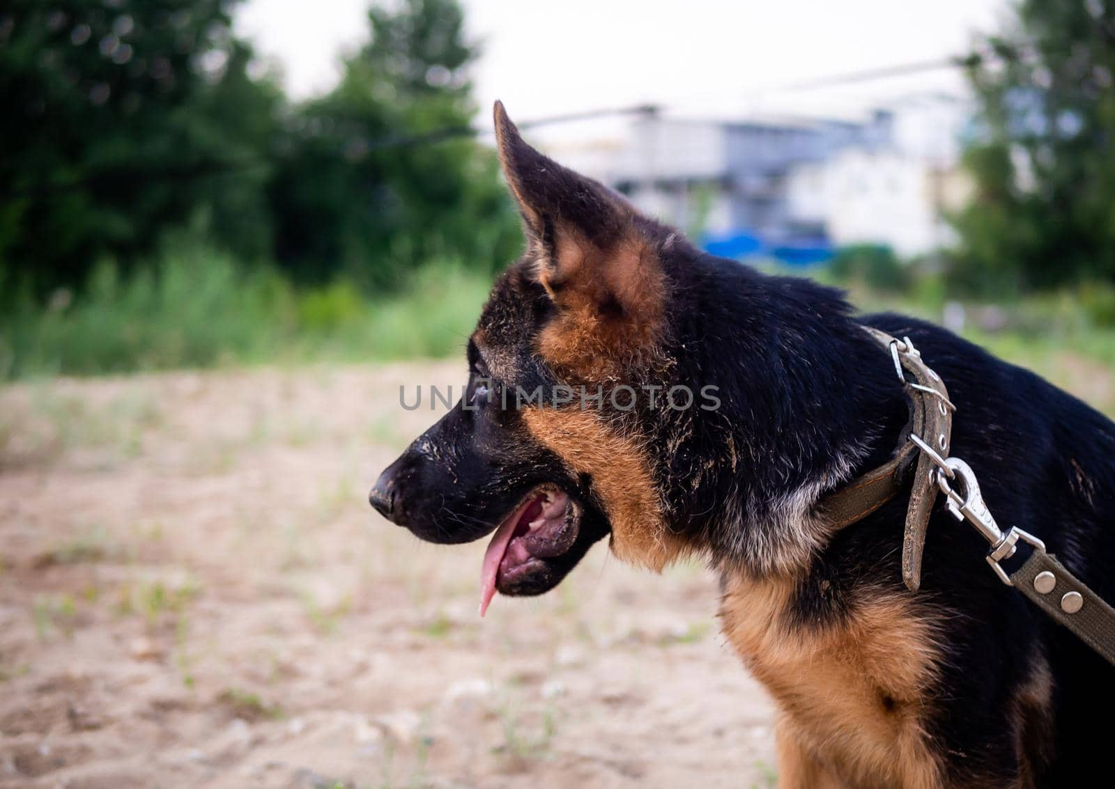 Portrait of a German Shepherd puppy. Walking in a residential area against the background of houses.