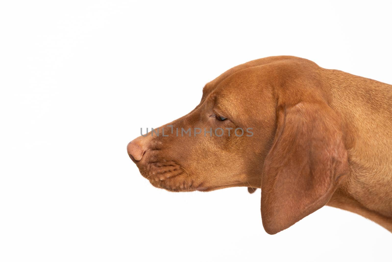 The dog is looking down. Close up view of the very head of a purebred female dog. Hungarian shorthaired gelding ideal hunting animal for hunters.
