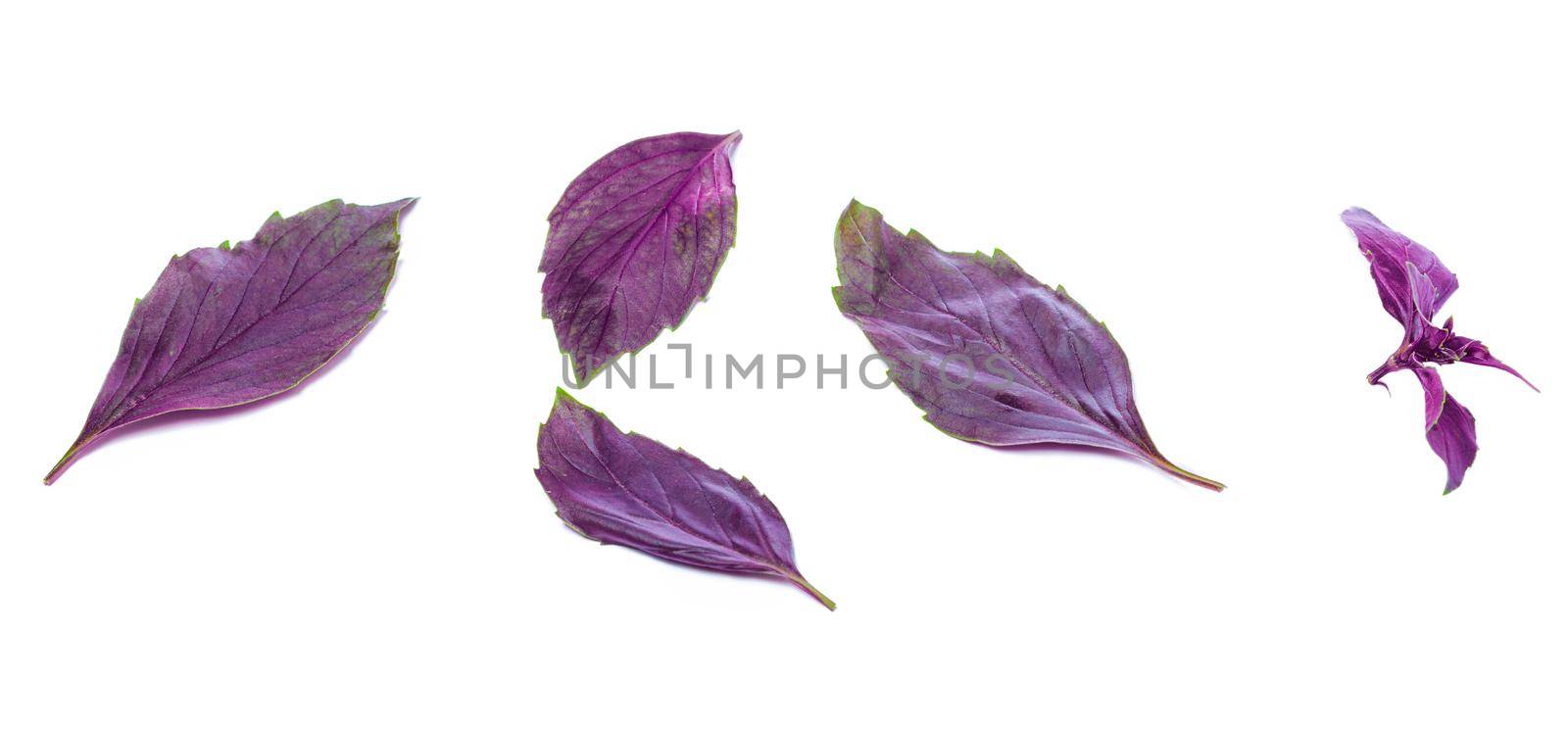 Close up studio shot of fresh red basil herb leaves isolated on white background. Purple Dark Opal Basil. creative photo.