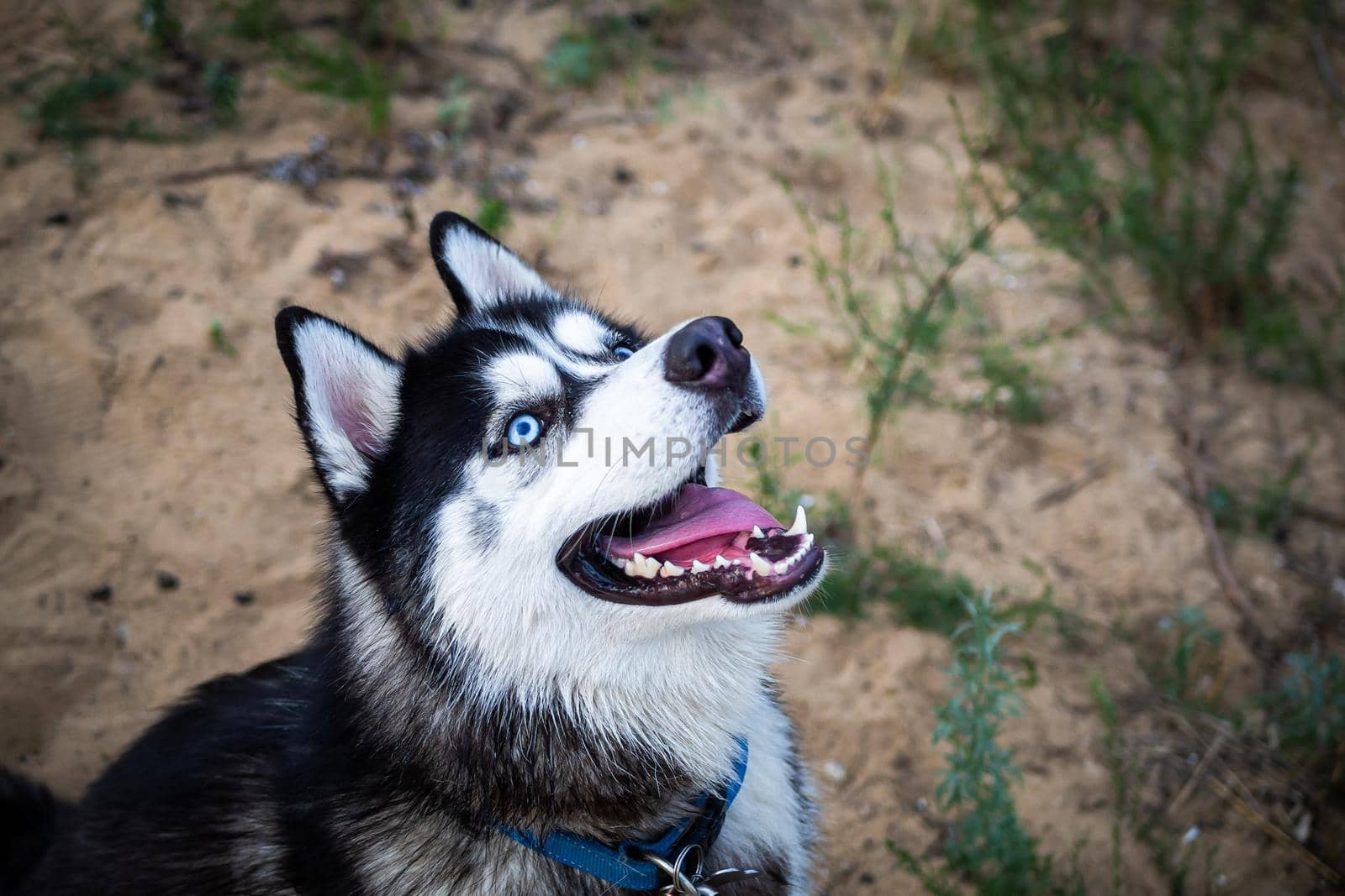 A black and white Siberian husky walking on a summer field. Summer time with greenery.