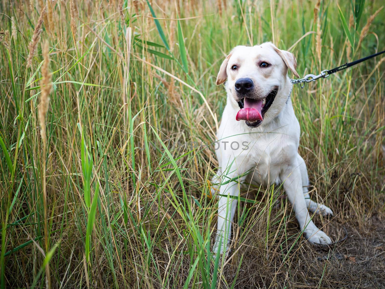 A white Labrador walking in a summer field. Summer walk on a leash.