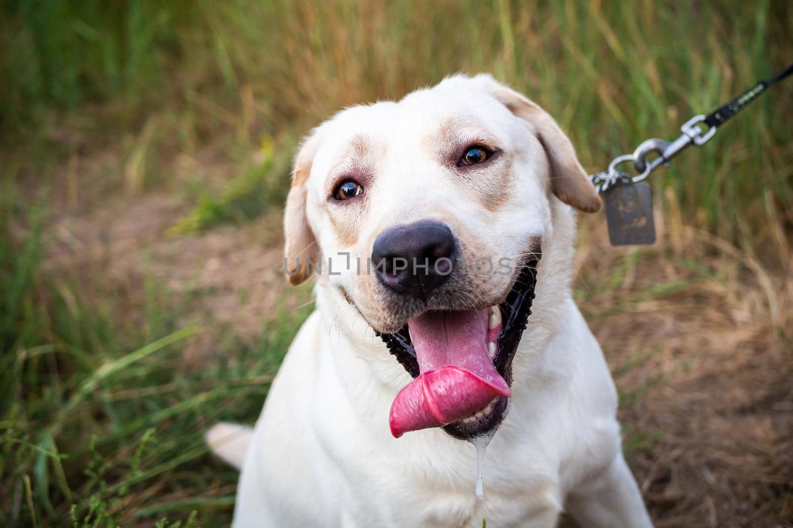 A white Labrador walking in a summer field. Summer walk on a leash.