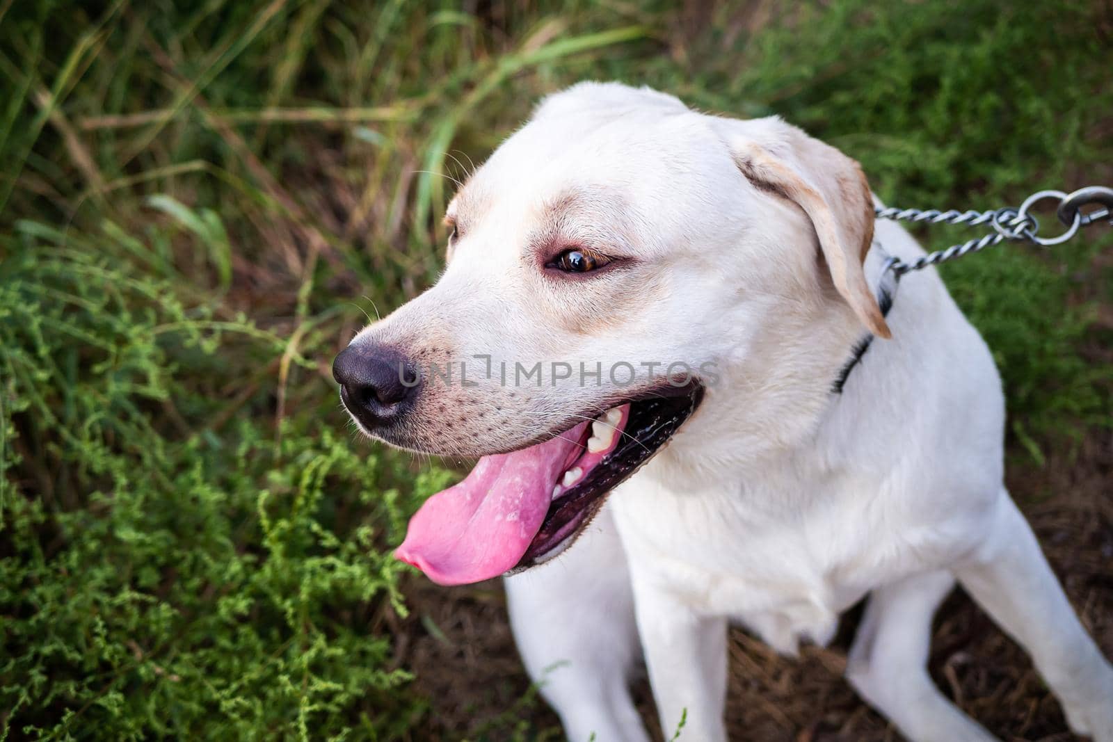 A white Labrador walking in a summer field. Summer walk on a leash.