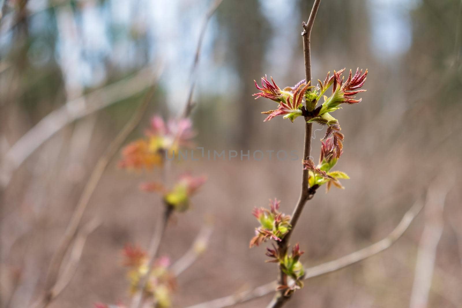 Sprig of a plant with young leaves in the spring in the forest. Selective focus.