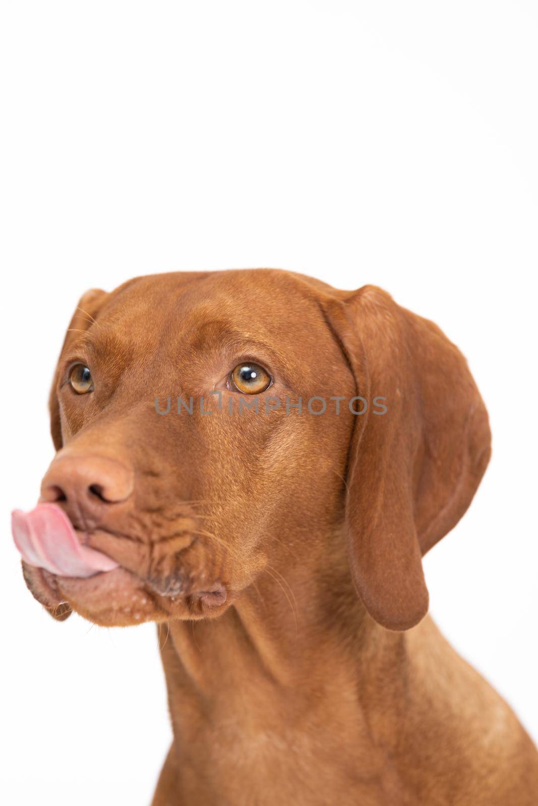 Dog licking. The Hungarian Shorthaired Pointed Dog the ideal hunting animal for hunters. Close-up view of the very head of a purebred female dog.