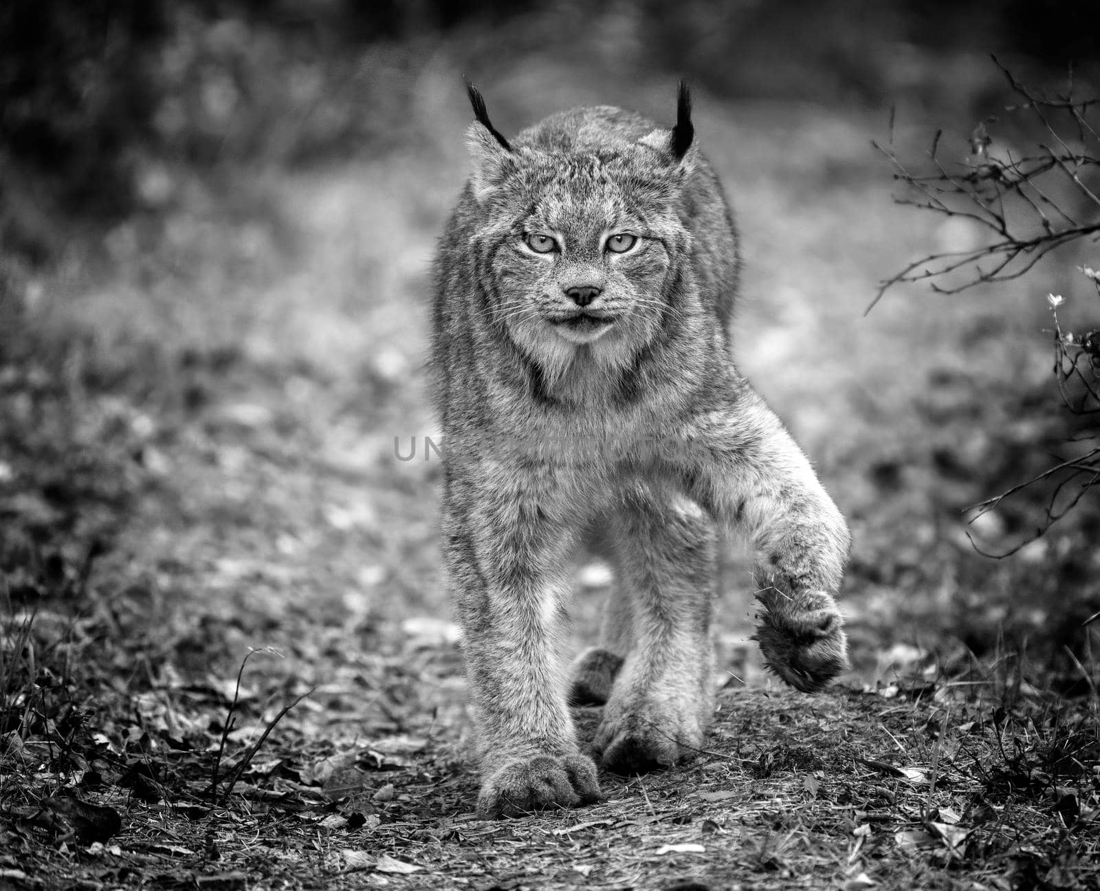 Lynx in the Wild Riding Mountain National Park Canada