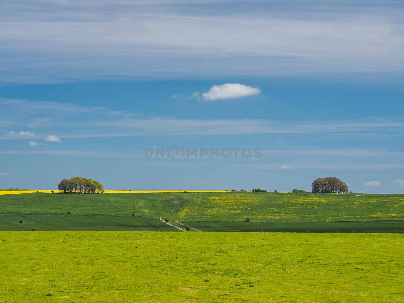 Peaceful view in springtime over green fields to yellow rapeseed, copses of trees and small prehistoric burial mound on the horizon, under blue sky and fluffy white clouds, near Avebury, Wiltshire, UK
