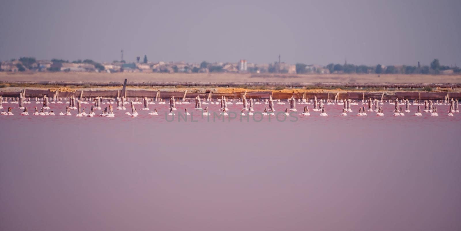 Salt mining. Salty pink lake with crystals of salt. Extremely salty pink lake, colored by microalgae with crystalline salt depositions