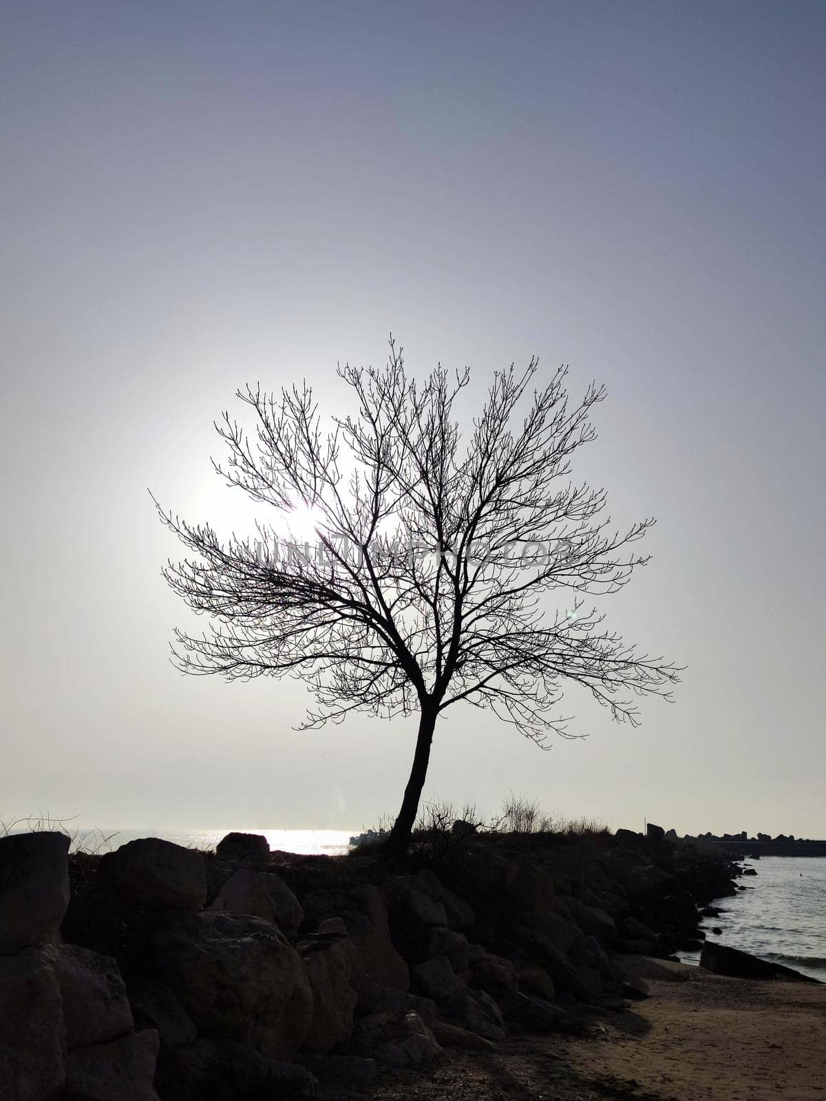 silhouette of a winter tree without leaves against the background of the sea horizon and the rising sun by Annado