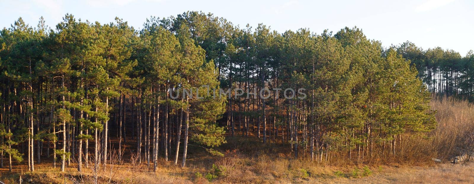 pine forest on a hill, horizontal panoramic natural background by Annado