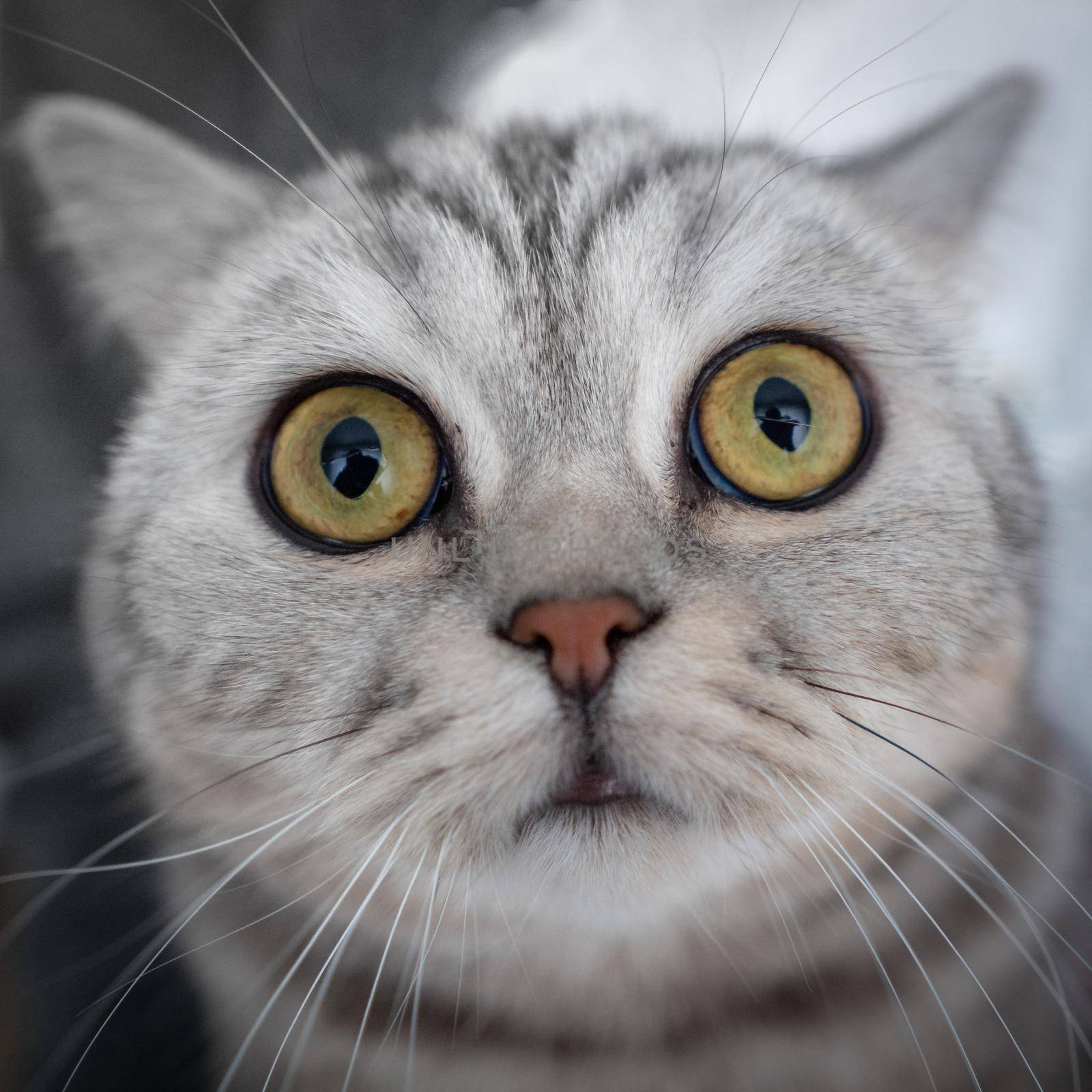 Surprised striped cat looks straight into camera, sniffs his nose. Portrait of a cat's head close-up, fisheye by NataBene