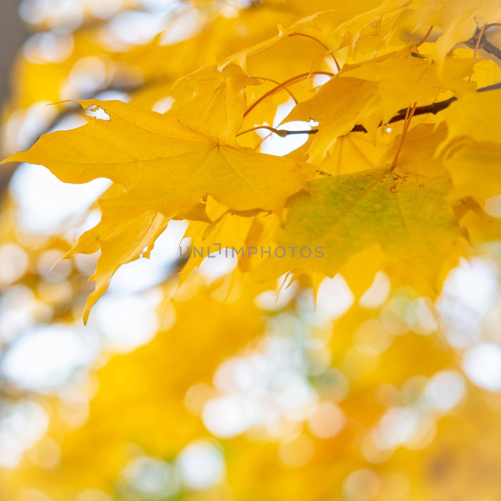 autumn abstract background of bright yellow and green leaves.