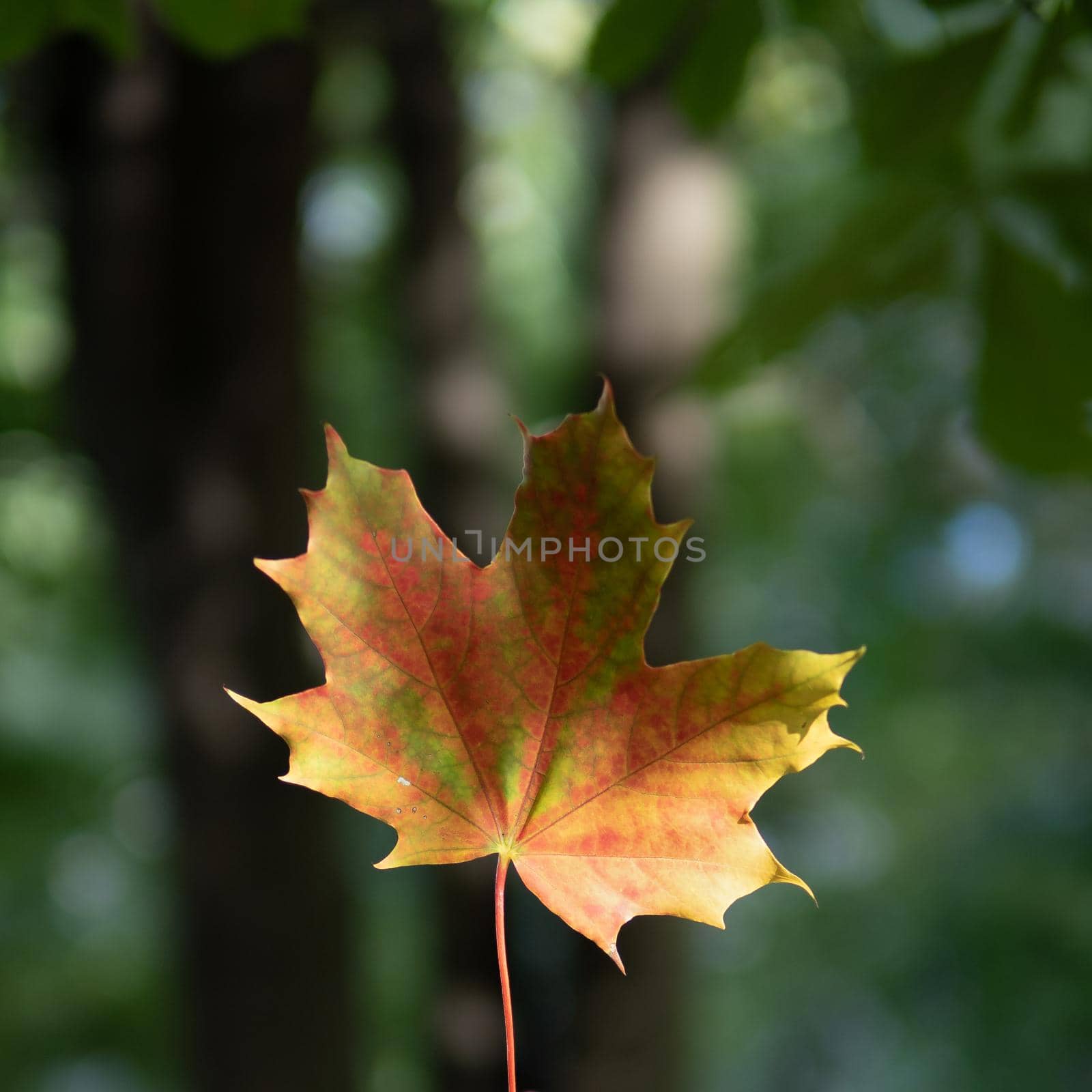 autumn background with bright yellow and red single leaf in center of dark background.