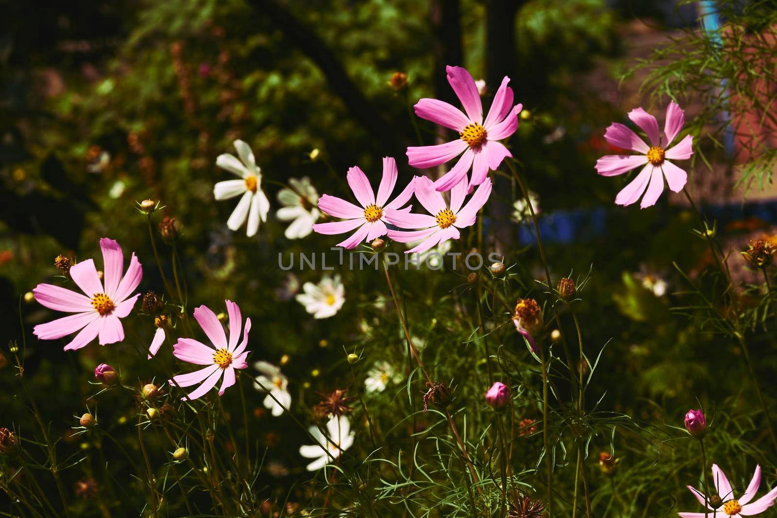 Few pink tender flowers on a green grass carpet by jovani68