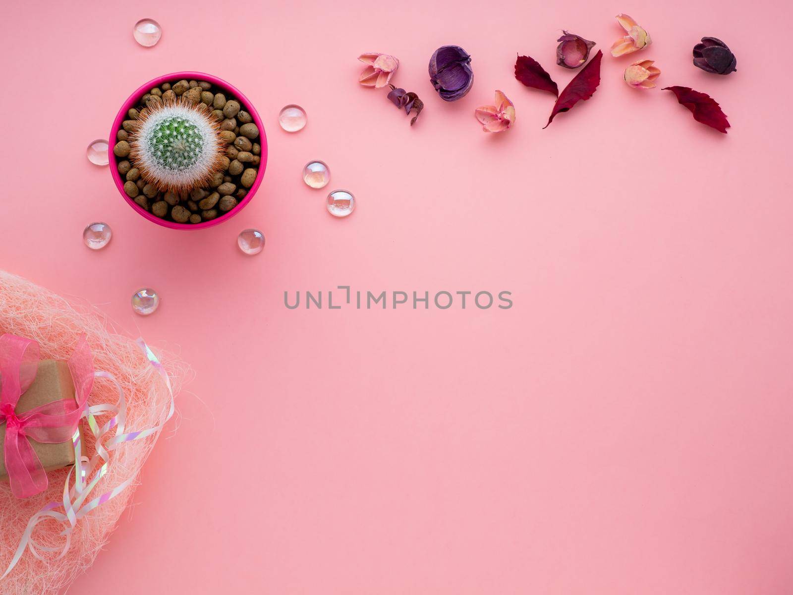 succulent flower, potted cactus, dry leaves and gift box on bright pink background, top view by NataBene