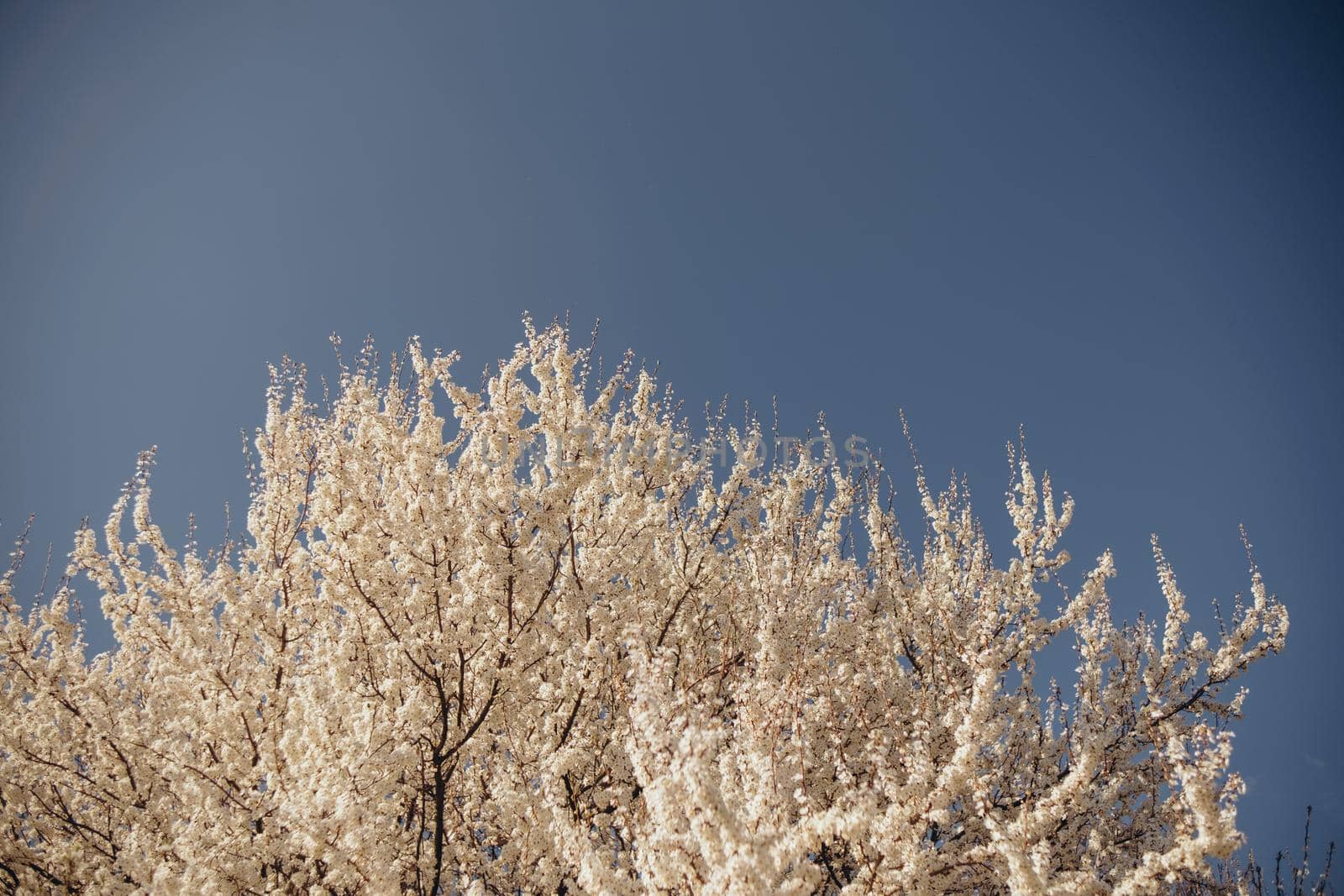 Fully flowering tree in the green field in spring and blue sky