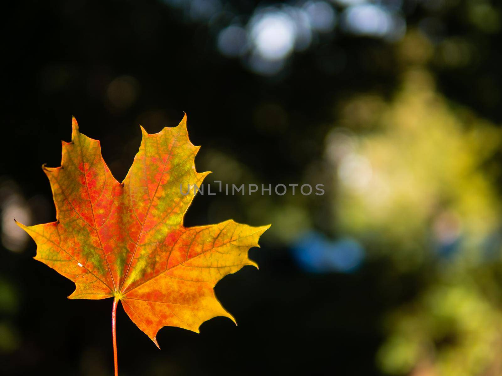 autumn background with bright yellow and red single leaf on dark background.