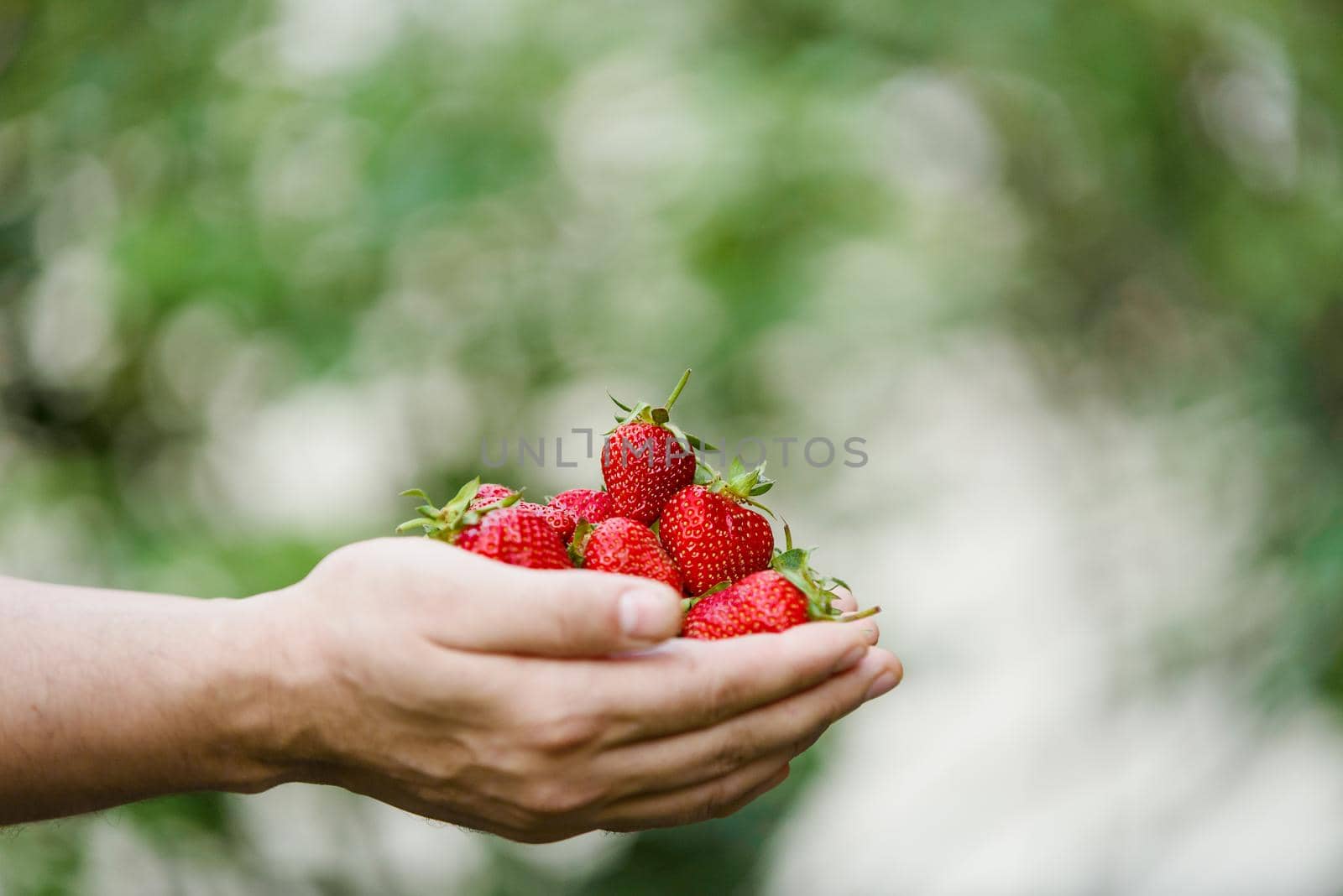 Red strawberry in hands on green background. Healthy vitamin berry isolated. by Rabizo
