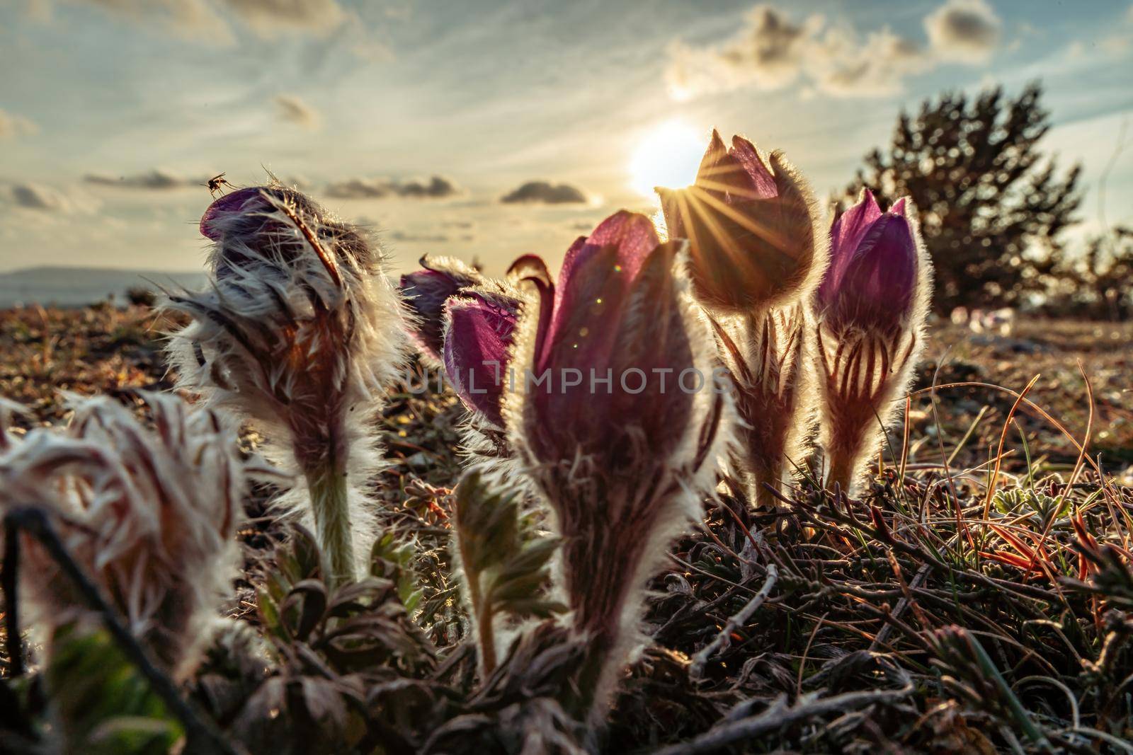Dream-the beautiful grass Pulsatilla patens blooms in the spring in the mountains. The golden hue of the setting sun. Atmospheric spring background. Delicate, fragile flowers in selective focus at sunset. by Matiunina