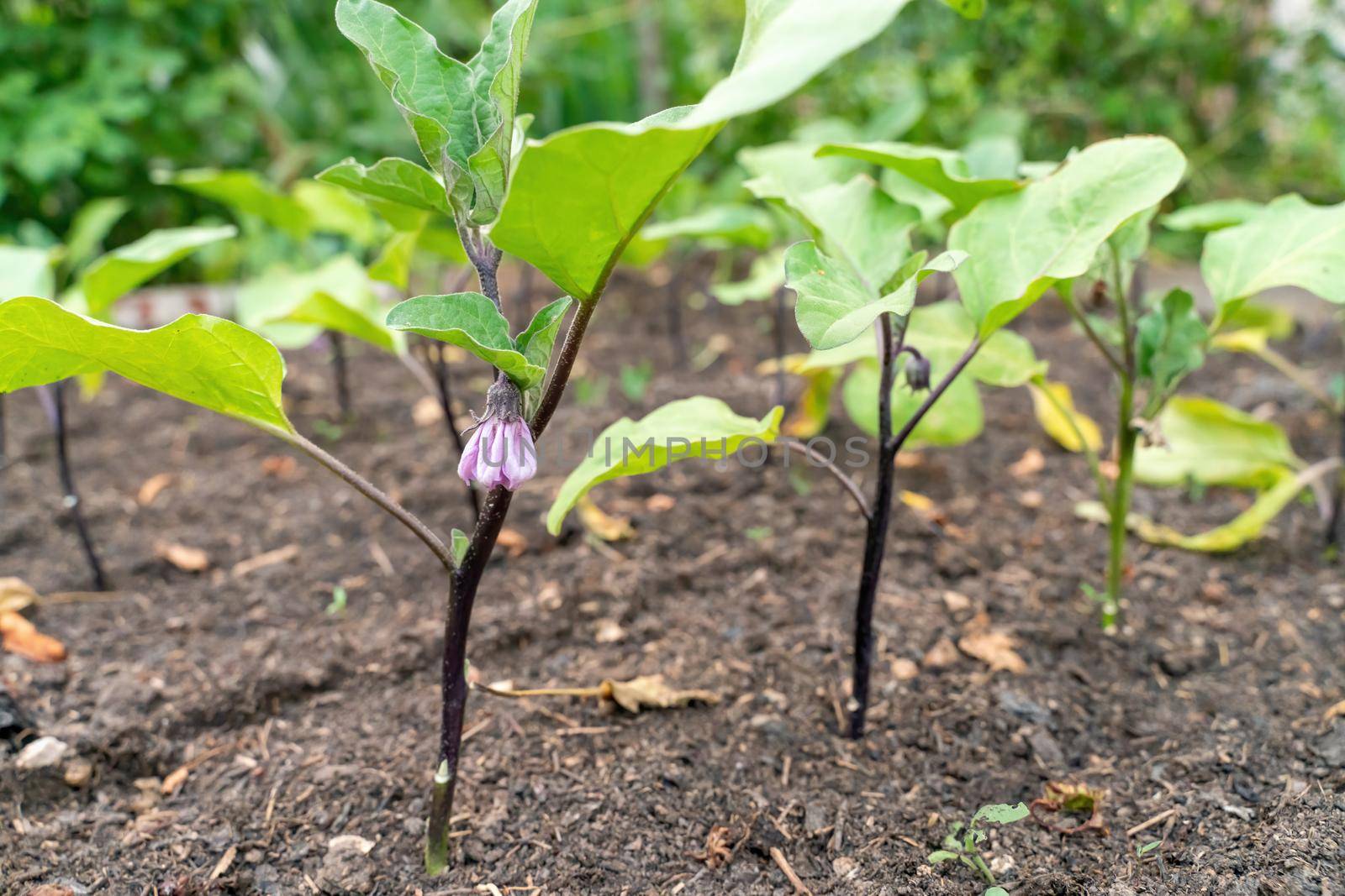 Purple Blossom of Eggplant. A lovely single tranluscent purple blossom hangs suspended from an eggplant in the spring garden. by Matiunina