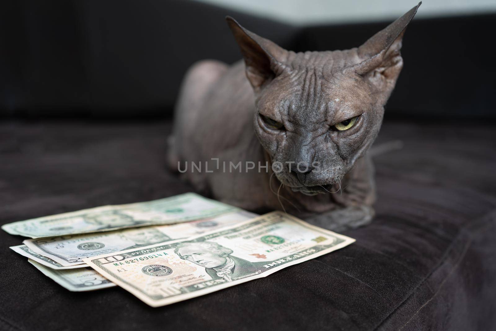 an angry and disgruntled cat of the Don Sphinx breed lies in front of the dollars and guards the money by olex